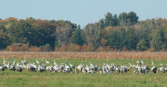 Jasper County Indiana - Sandhill Cranes